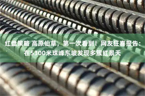 红盘策略 高原仙草，第一次看到！网友狂喜报告：在5300米珠峰东坡发现多簇红景天